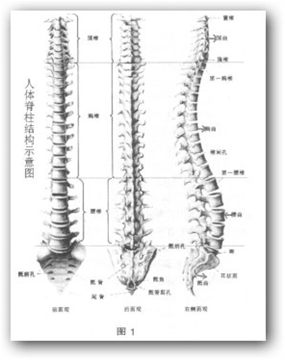  养生太极拳发劲时腰部受伤的原因及建议图片1